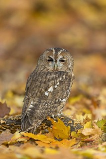 Tawny Owl