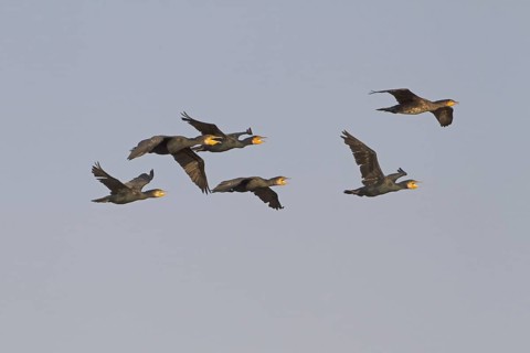 Great Cormorant