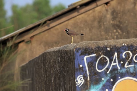 Red-wattled Lapwing