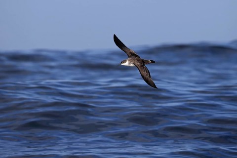 Great Shearwater
