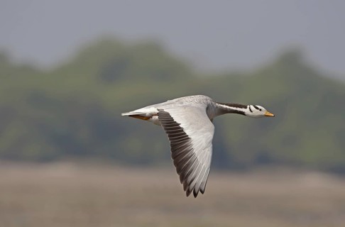 Bar-headed Goose