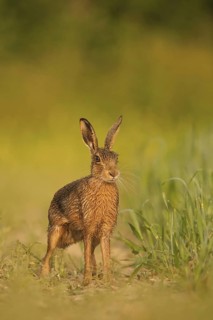 European Hare