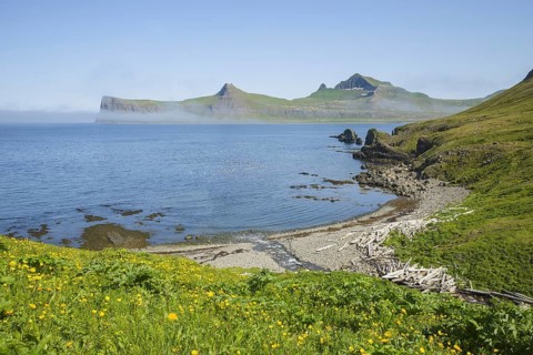 Small bay. White birds are kittiwakes