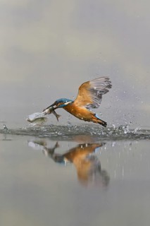 Common Kingfisher