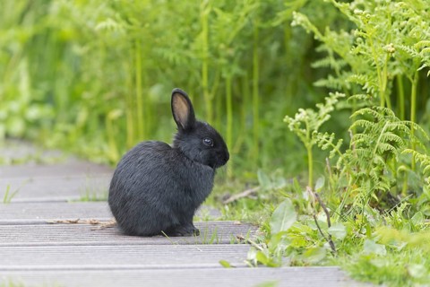 European Rabbit