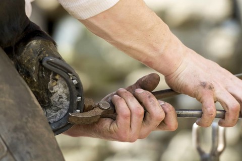 Farrier cold shoeing a horse. North Yorkshire