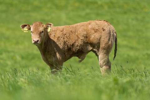 Limousin cows and calves in lush pasture