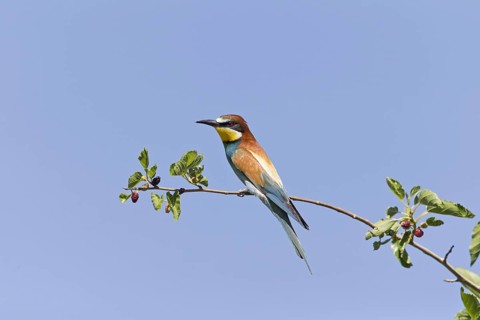 European Bee-eater