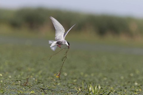 Whiskered Tern
