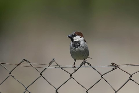 House Sparrow