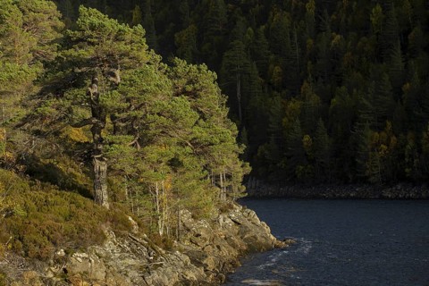Scots Pine
