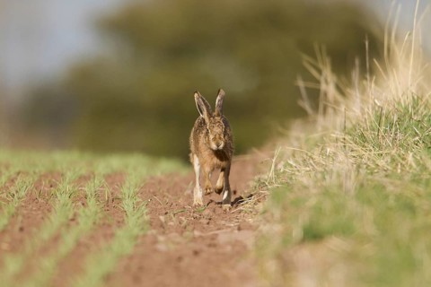 European Hare