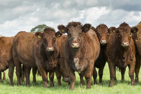 Domestic Cattle