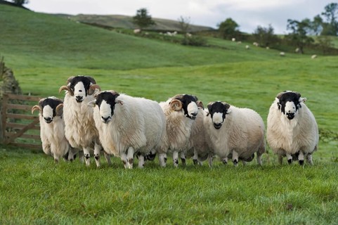 Domestic Sheep
