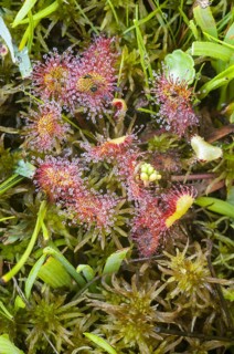Round-leaved Sundew