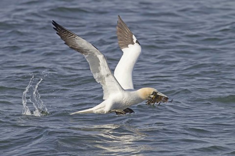 Northern Gannet