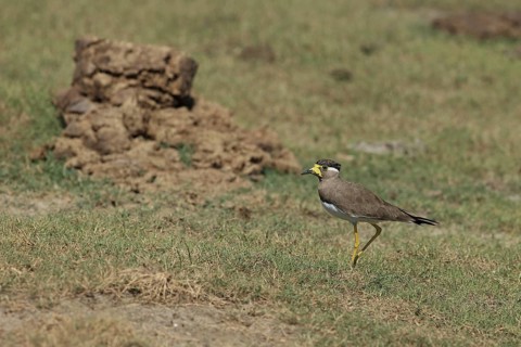 Yellow-wattled Lapwing