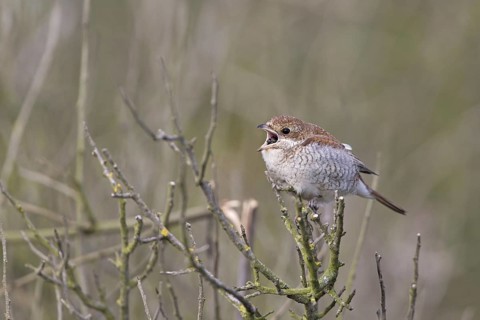 Red-backed Shrike