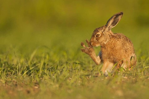 European Hare