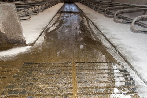 Automatic scraper in cubicle shed for dairy cattle