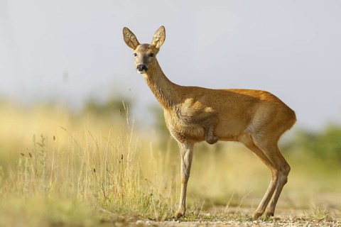 Western Roe Deer