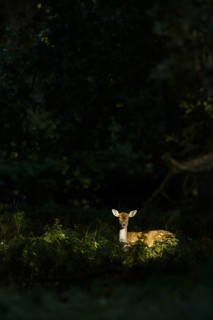 Fallow Deer
