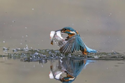Common Kingfisher