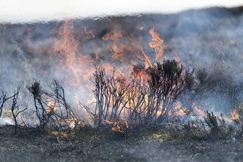 Heather burning on a Grouse Moor in the Yorkshire Dales