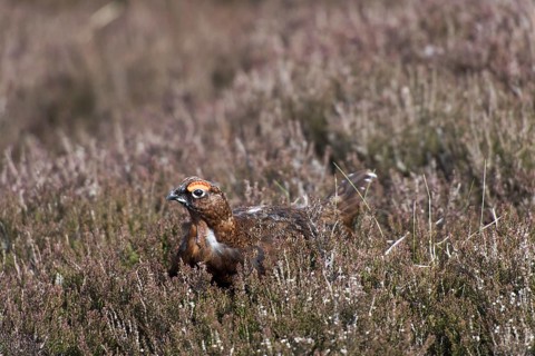 Red grouse
