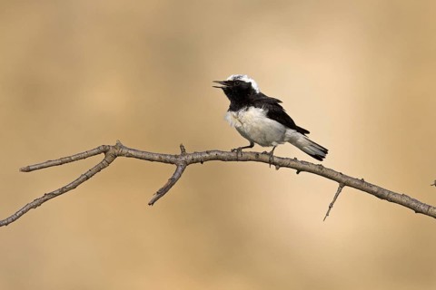 Pied Wheatear