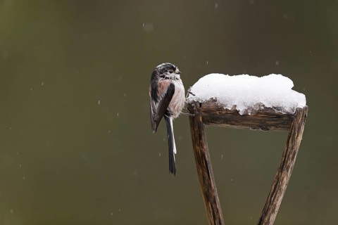 Long-tailed Tit