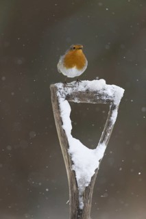 European Robin