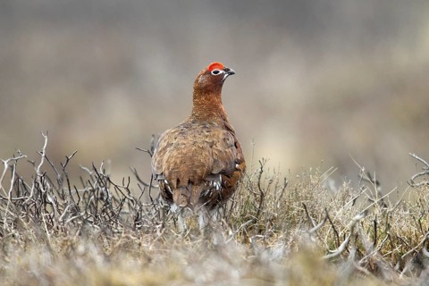 Red Grouse