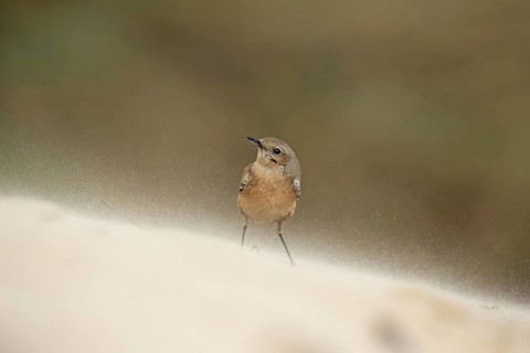 Desert Wheatear
