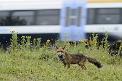 European Red Fox