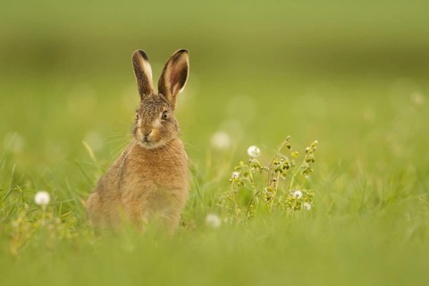 European Hare