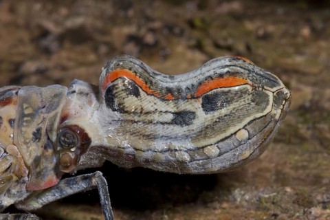 Lantern Bug