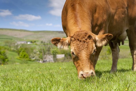 Limousin cattle out in pasture