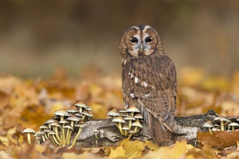 Tawny Owl
