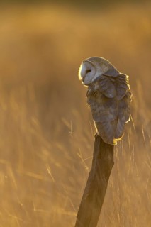 Barn Owl