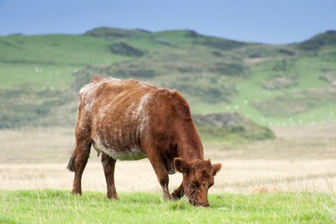 Luing cattle