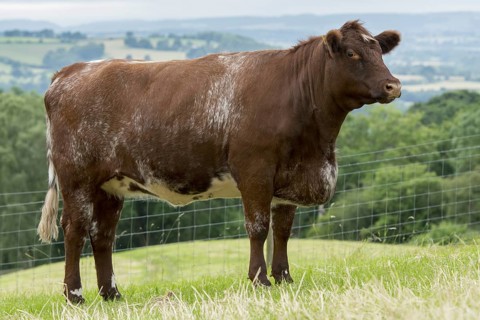 Beef Shorthorn cattle on pasture
