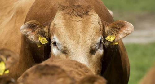 Limousin cows and calves in lush pasture