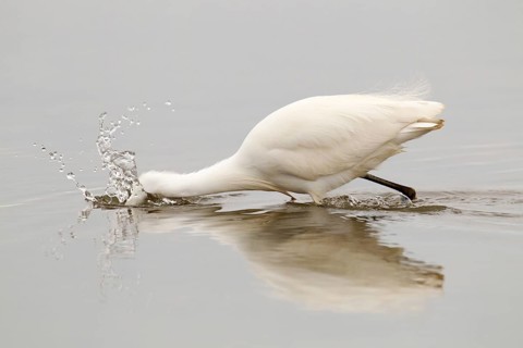 Adult Little Egret