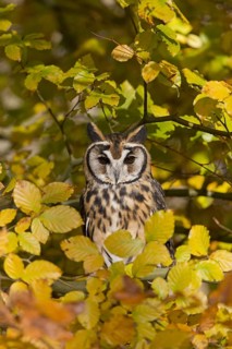 Striped Owl
