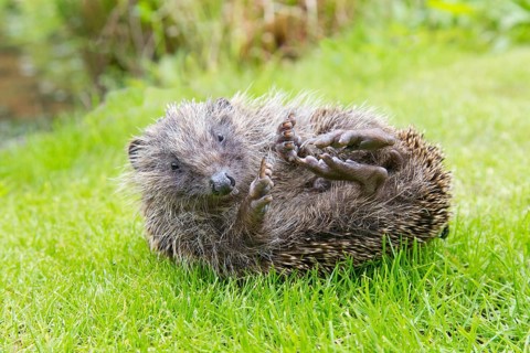 Adult Hedgehog Erinaceous europaeus uncurling on garden lawn