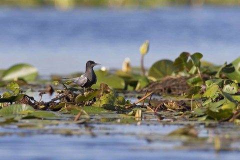 Black Tern