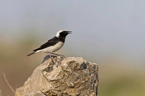 Pied Wheatear