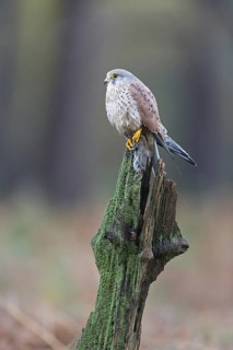 Common Kestrel