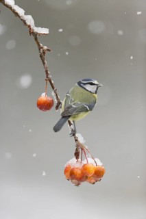 Blue Tit